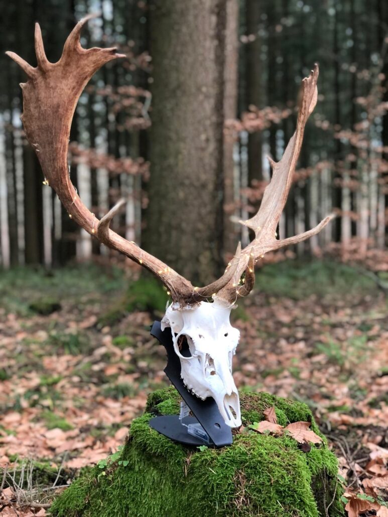 Starker Damhirsch mit ausgeprägtem Geweih auf SILVASTEEL Stahlunterlage, platziert auf moosigem Baumstumpf im herbstlichen Wald
