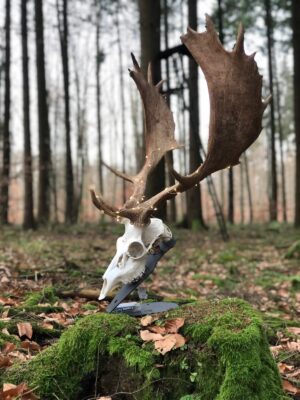 WAIDSTEEL Trophäenunterlage für Sika- und Damwild aus 3 mm Stahl