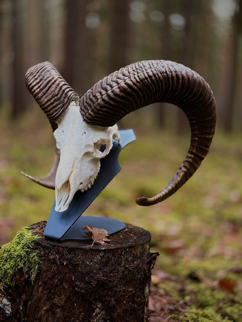 SILVASTEEL Trophäenunterlage mit Muffelwild-Trophäe auf abgesägtem Baumstamm in Waldumgebung, starkes Widdergehörn nach links ausgerichtet