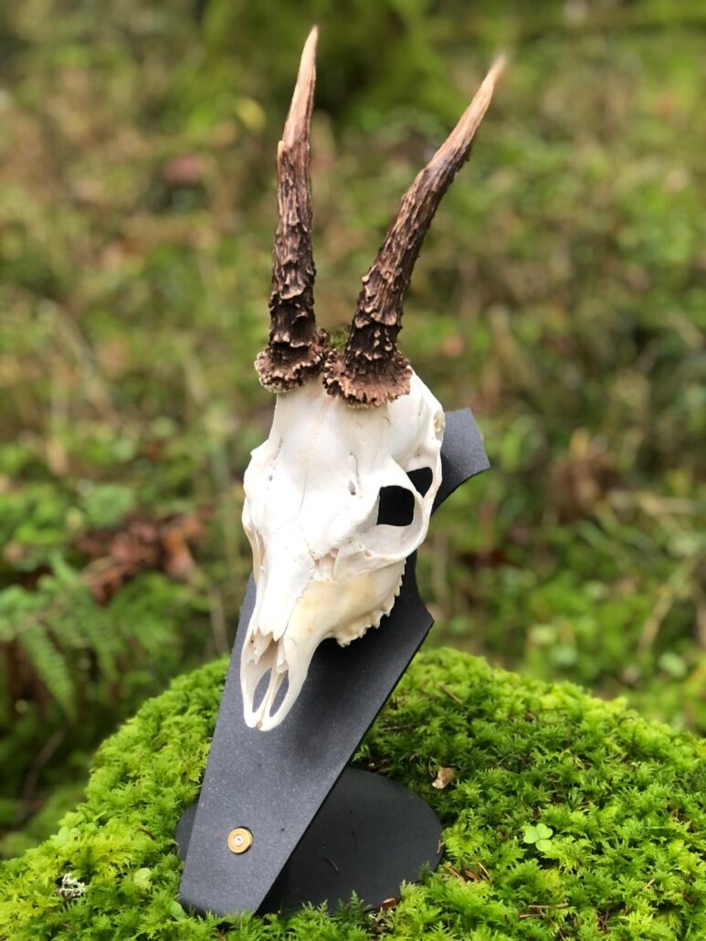 SILVASTEEL Trophäenunterlage Rehbock aus 3 mm Stahl mit Patronenhalterung, montierte Rehbock-Trophäe auf schwarzer Halterung im moosbedeckten Waldumfeld